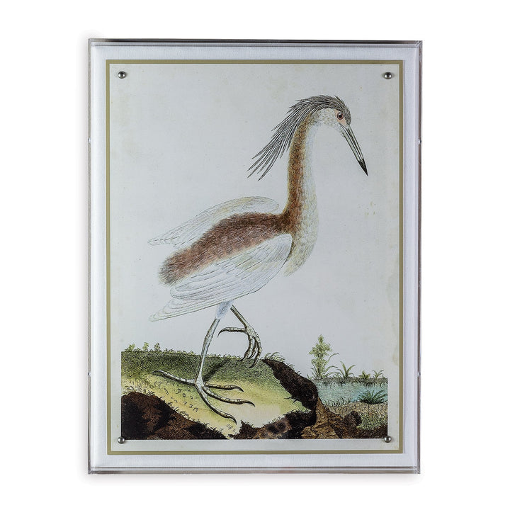 Heron Print III in Acrylic Frame