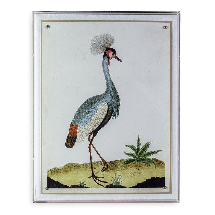 Heron Print I in Acrylic Frame