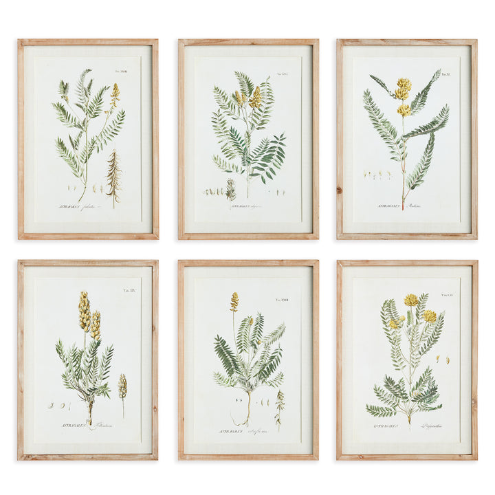 Yellow Blooms Series