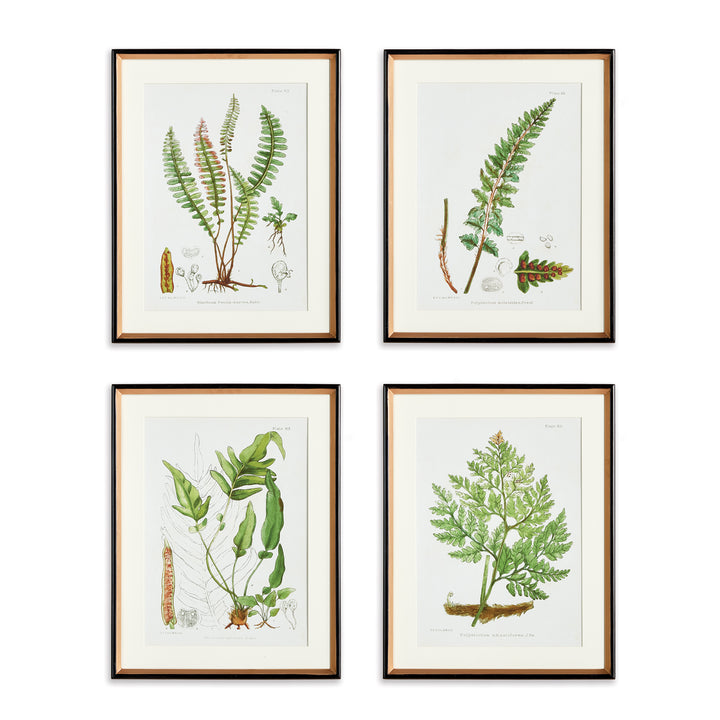 Fern Series