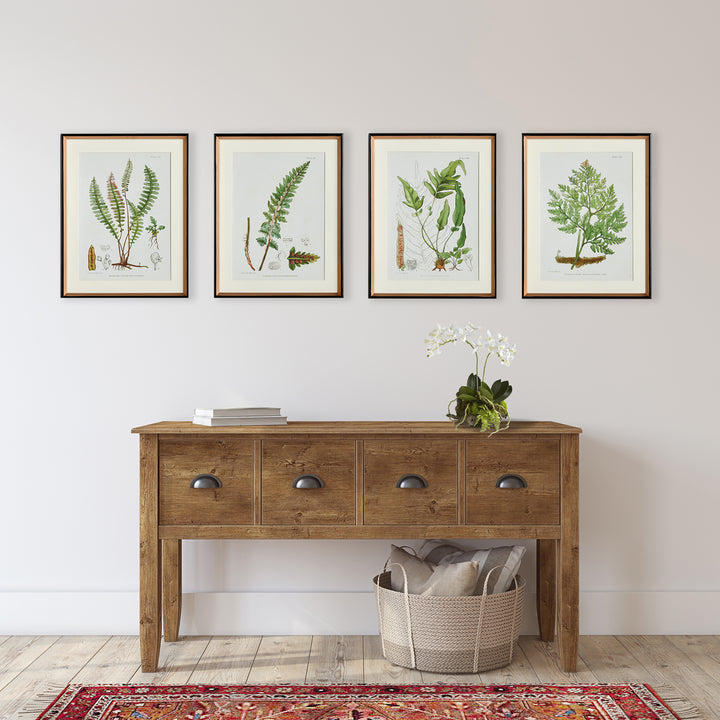Fern Series