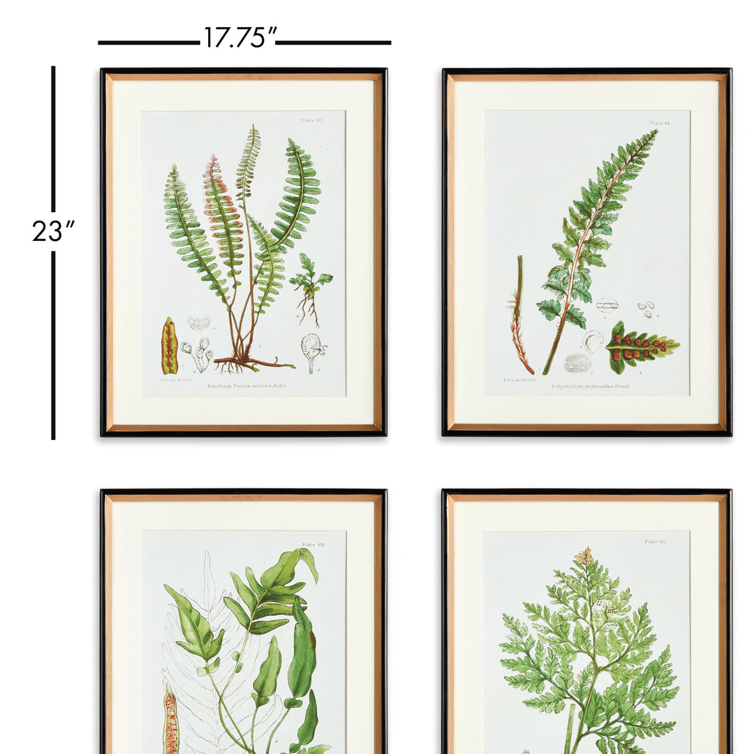 Fern Series