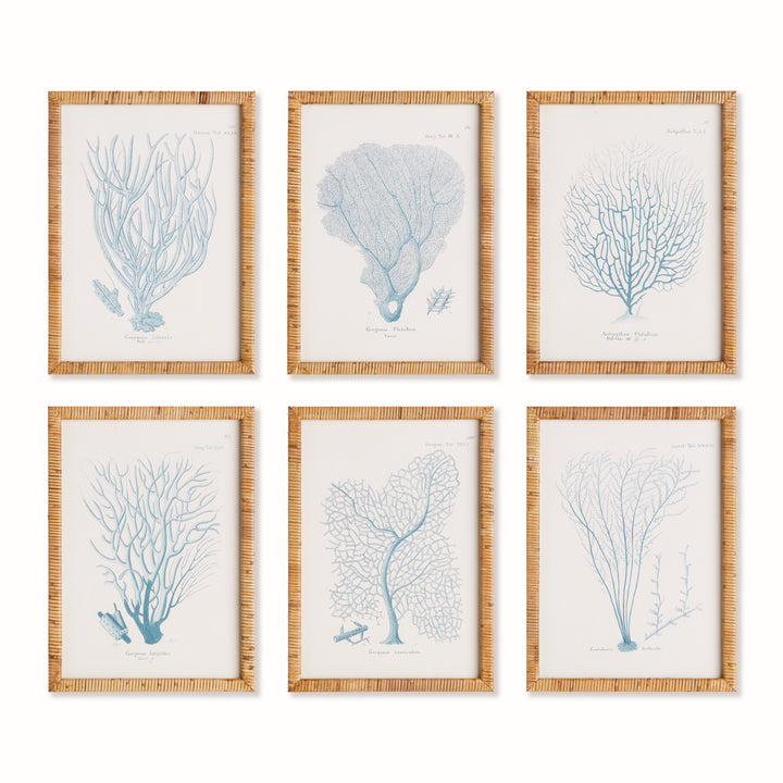 Blue Sea Coral Series