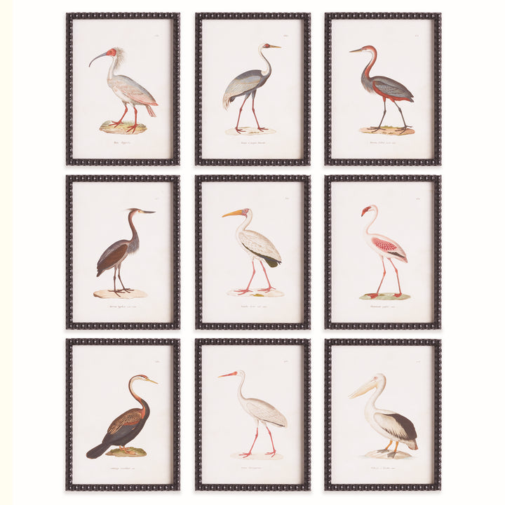 Aquatic Birds Series
