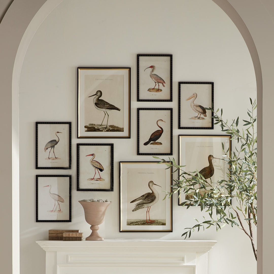 Aquatic Birds Series