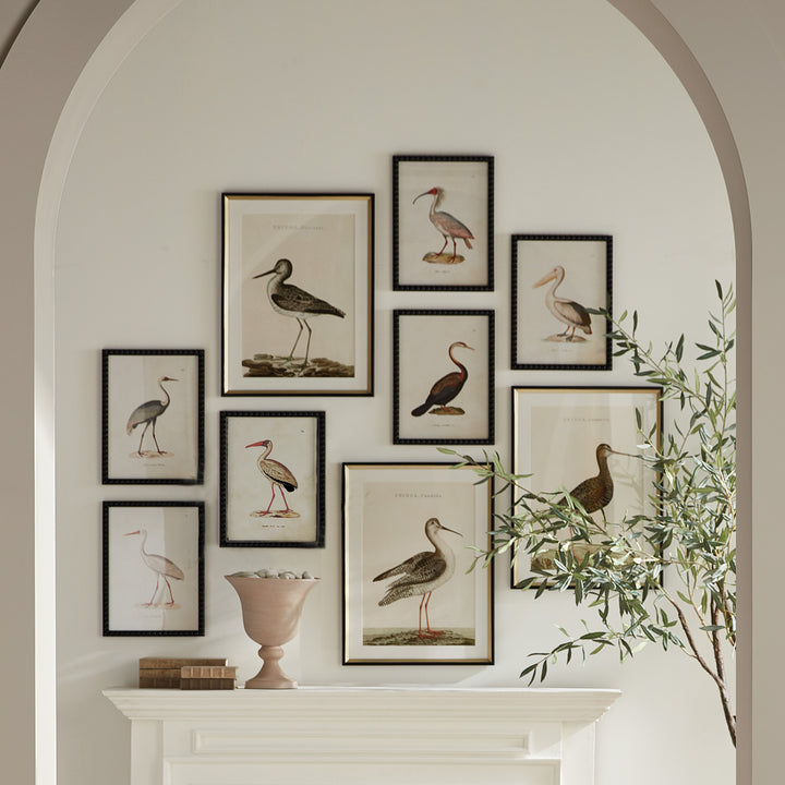 Aquatic Birds Series