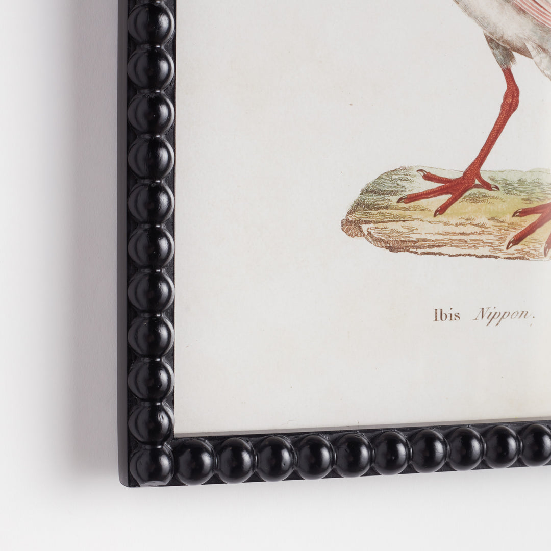 Aquatic Birds Series