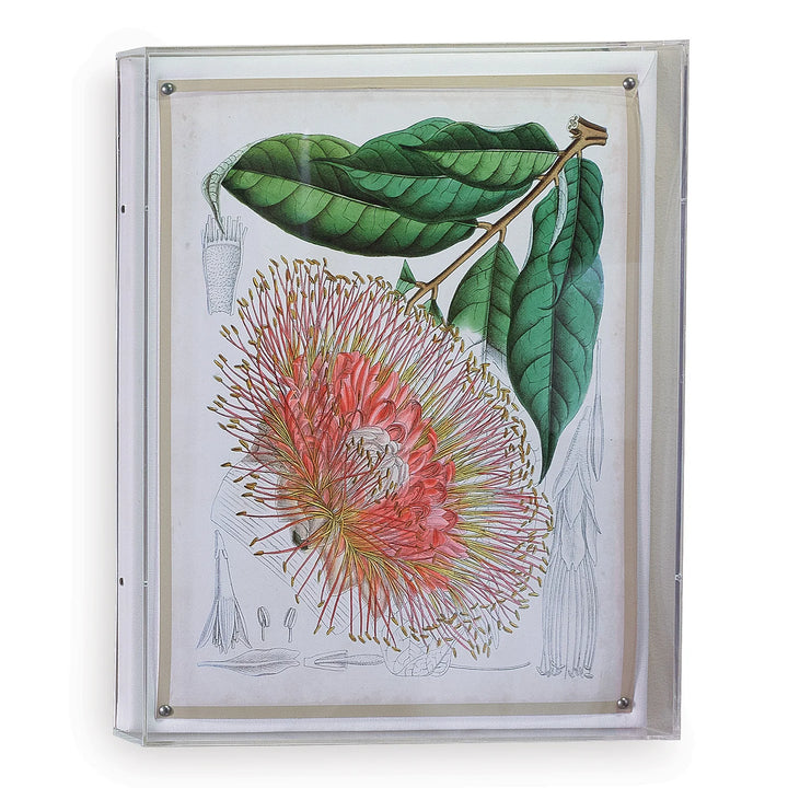 Floral Print IV in Acrylic Frame
