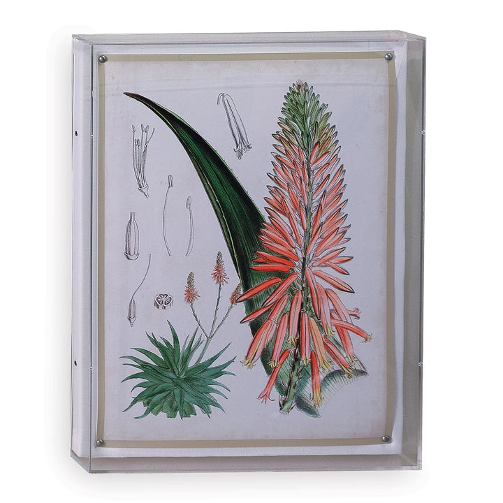 Floral Print VI in Acrylic Frame